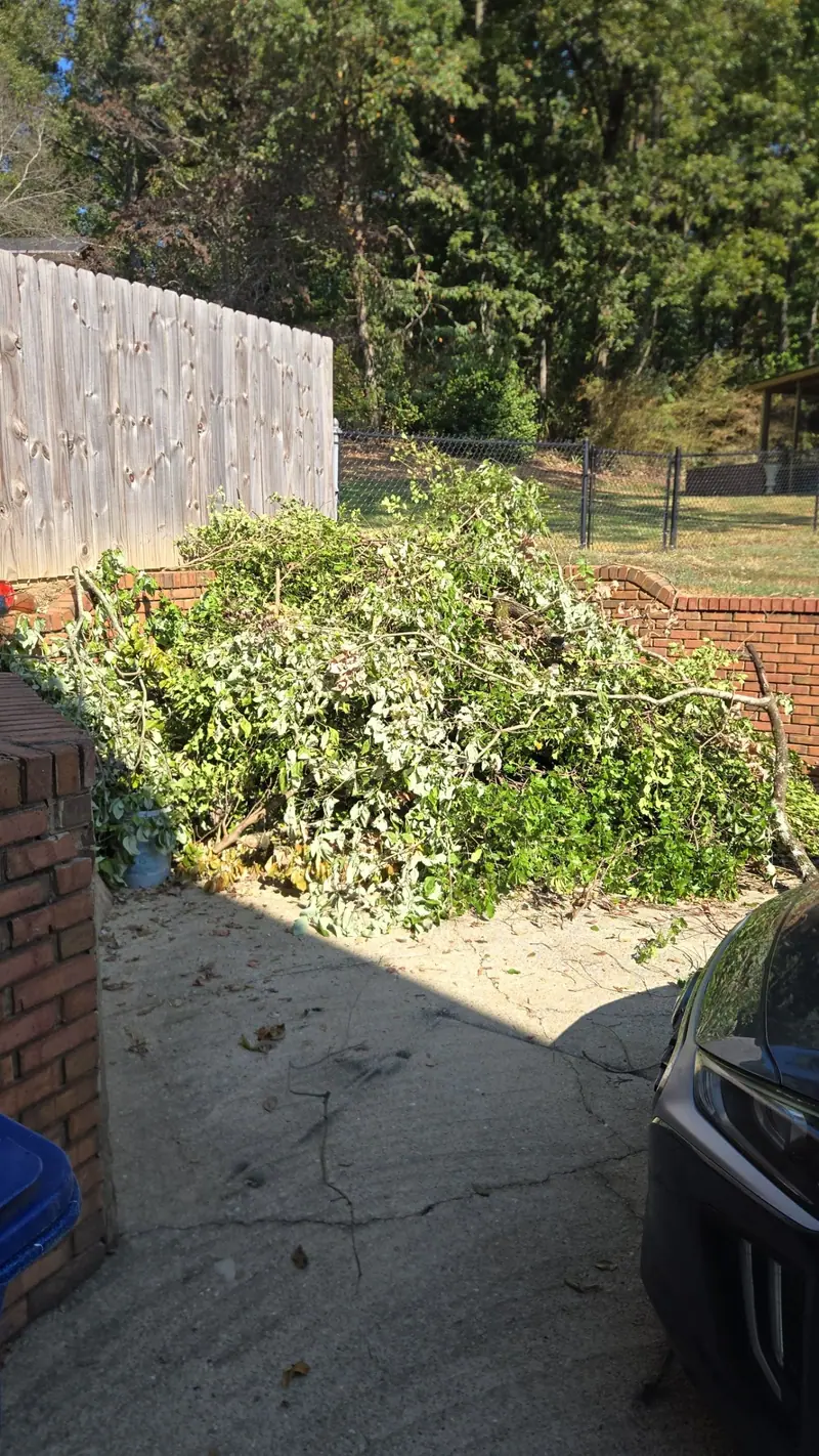 A patio buried in cut brush