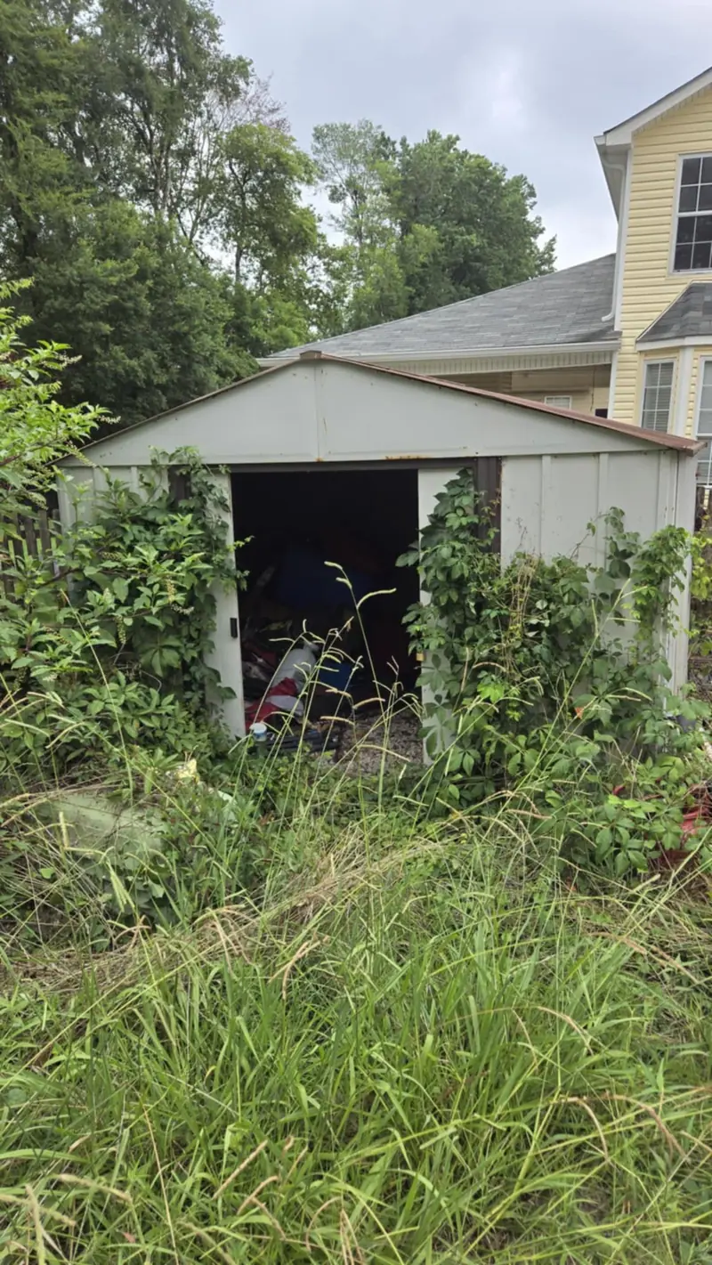 An old shed in an overgrown yard